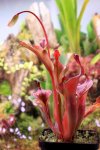 Heliamphora Tequila - kliknij aby zobaczyć zdjęcie. Heliamphora Tequila