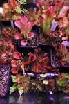 Heliamphora - kliknij aby zobaczyć zdjęcie. Heliamphora