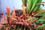Heliamphora nutans - kliknij aby zobaczyć zdjęcie. Heliamphora nutans