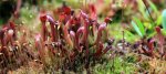 Heliamphora minor - kliknij aby zobaczyć zdjęcie. Heliamphora minor