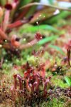 Heliamphora minor - kliknij aby zobaczyć zdjęcie. Heliamphora minor