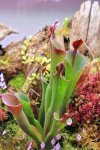 Heliamphora parva (Cerro Neblina) - kliknij aby zobaczyć zdjęcie. Heliamphora parva (Cerro Neblina)