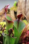 Heliamphora parva (Cerro Neblina) - kliknij aby zobaczyć zdjęcie. Heliamphora parva (Cerro Neblina)