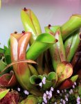 Heliamphora folliculata (Aparaman Tepui) - kliknij aby zobaczyć zdjęcie. Heliamphora folliculata (Aparaman Tepui)