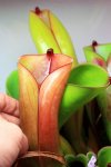 Heliamphora folliculata (Aparaman Tepui) - kliknij aby zobaczyć zdjęcie. Heliamphora folliculata (Aparaman Tepui)