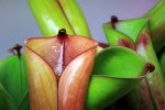 Heliamphora folliculata (Aparaman Tepui) - kliknij aby zobaczyć zdjęcie. Heliamphora folliculata (Aparaman Tepui)