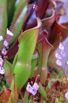 Heliamphora - kliknij aby zobaczyć zdjęcie. Heliamphora