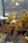 Heliamphora Tequila - kliknij aby zobaczyć zdjęcie. Heliamphora Tequila