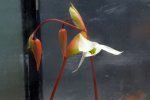 Heliamphora Tequila - kliknij aby zobaczyć zdjęcie. Heliamphora Tequila