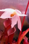 Heliamphora Tequila - kliknij aby zobaczyć zdjęcie. Heliamphora Tequila