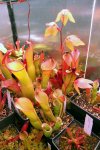 Heliamphora collina (Foothills Testigos) - kliknij aby zobaczyć zdjęcie. Heliamphora collina (Foothills Testigos)