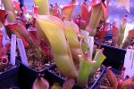 Heliamphora collina (Foothills Testigos) - kliknij aby zobaczyć zdjęcie. Heliamphora collina (Foothills Testigos)