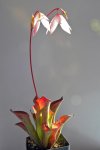 Heliamphora exappendiculata (Amuri Tepui) - kliknij aby zobaczyć zdjęcie. Heliamphora exappendiculata (Amuri Tepui)