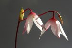 Heliamphora exappendiculata (Amuri Tepui) - kliknij aby zobaczyć zdjęcie. Heliamphora exappendiculata (Amuri Tepui)
