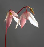 Heliamphora exappendiculata (Amuri Tepui) - kliknij aby zobaczyć zdjęcie. Heliamphora exappendiculata (Amuri Tepui)