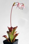Heliamphora exappendiculata (Amuri Tepui) - kliknij aby zobaczyć zdjęcie. Heliamphora exappendiculata (Amuri Tepui)