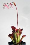 Heliamphora exappendiculata (Amuri Tepui) - kliknij aby zobaczyć zdjęcie. Heliamphora exappendiculata (Amuri Tepui)