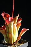 Heliamphora exappendiculata (Amuri Tepui) - kliknij aby zobaczyć zdjęcie. Heliamphora exappendiculata (Amuri Tepui)
