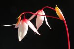 Heliamphora exappendiculata (Amuri Tepui) - kliknij aby zobaczyć zdjęcie. Heliamphora exappendiculata (Amuri Tepui)