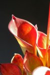 Heliamphora exappendiculata (Amuri Tepui) - kliknij aby zobaczyć zdjęcie. Heliamphora exappendiculata (Amuri Tepui)