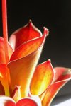 Heliamphora exappendiculata (Amuri Tepui) - kliknij aby zobaczyć zdjęcie. Heliamphora exappendiculata (Amuri Tepui)