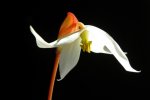 Heliamphora Tequila - kliknij aby zobaczyć zdjęcie. Heliamphora Tequila