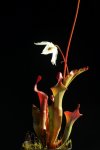Heliamphora Tequila - kliknij aby zobaczyć zdjęcie. Heliamphora Tequila