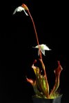 Heliamphora Tequila - kliknij aby zobaczyć zdjęcie. Heliamphora Tequila