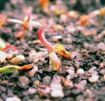Heliamphora Midoxa x folliculata (Aparaman Tepui) - kliknij aby zobaczyć zdjęcie. Heliamphora Midoxa x folliculata (Aparaman Tepui)