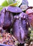 Cephalotus follicularis
