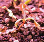 Heliamphora Midoxa x folliculata (Aparaman Tepui) - kliknij aby zobaczyć zdjęcie. Heliamphora Midoxa x folliculata (Aparaman Tepui)