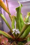 Heliamphora tatei var. tatei (Cerro Duida) - kliknij aby zobaczyć zdjęcie. Heliamphora tatei var. tatei (Cerro Duida)
