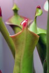 Heliamphora tatei var. tatei (Cerro Duida) - kliknij aby zobaczyć zdjęcie. Heliamphora tatei var. tatei (Cerro Duida)