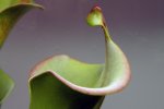 Heliamphora tatei var. tatei (Cerro Duida) - kliknij aby zobaczyć zdjęcie. Heliamphora tatei var. tatei (Cerro Duida)