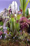 Heliamphora parva (Cerro Neblina) - kliknij aby zobaczyć zdjęcie. Heliamphora parva (Cerro Neblina)