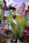Heliamphora parva (Cerro Neblina) - kliknij aby zobaczyć zdjęcie. Heliamphora parva (Cerro Neblina)