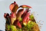 Heliamphora pulchella (Amuri Tepui) - kliknij aby zobaczyć zdjęcie. Heliamphora pulchella (Amuri Tepui)
