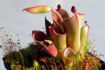Heliamphora pulchella (Amuri Tepui) - kliknij aby zobaczyć zdjęcie. Heliamphora pulchella (Amuri Tepui)