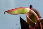 Heliamphora pulchella (Amuri Tepui) - kliknij aby zobaczyć zdjęcie. Heliamphora pulchella (Amuri Tepui)