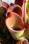 Heliamphora pulchella (Amuri Tepui) - kliknij aby zobaczyć zdjęcie. Heliamphora pulchella (Amuri Tepui)