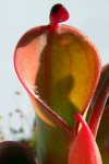 Heliamphora pulchella (Amuri Tepui) - kliknij aby zobaczyć zdjęcie. Heliamphora pulchella (Amuri Tepui)