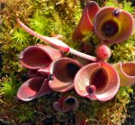 Heliamphora pulchella (Amuri Tepui) - kliknij aby zobaczyć zdjęcie. Heliamphora pulchella (Amuri Tepui)