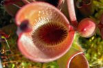 Heliamphora pulchella (Amuri Tepui) - kliknij aby zobaczyć zdjęcie. Heliamphora pulchella (Amuri Tepui)