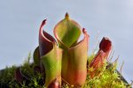 Heliamphora pulchella (Chimanta Tepui) - kliknij aby zobaczyć zdjęcie. Heliamphora pulchella (Chimanta Tepui)
