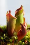 Heliamphora pulchella (Chimanta Tepui) - kliknij aby zobaczyć zdjęcie. Heliamphora pulchella (Chimanta Tepui)