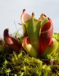 Heliamphora pulchella (Chimanta Tepui) - kliknij aby zobaczyć zdjęcie. Heliamphora pulchella (Chimanta Tepui)