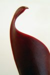 Heliamphora ceracea (Cerro Neblina) - kliknij aby zobaczyć zdjęcie. Heliamphora ceracea (Cerro Neblina)
