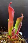 Heliamphora ceracea (Cerro Neblina) - kliknij aby zobaczyć zdjęcie. Heliamphora ceracea (Cerro Neblina)