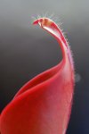 Heliamphora ceracea (Cerro Neblina) - kliknij aby zobaczyć zdjęcie. Heliamphora ceracea (Cerro Neblina)