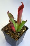 Heliamphora ceracea (Cerro Neblina) - kliknij aby zobaczyć zdjęcie. Heliamphora ceracea (Cerro Neblina)